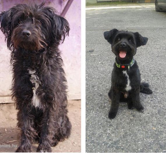 Before and After Photos: Shelter Dogs Get New Lives