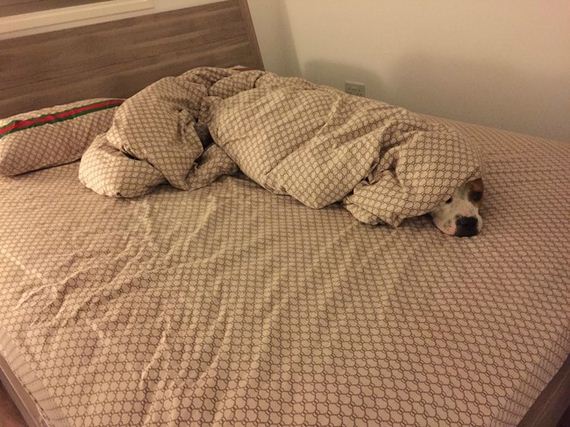 Animals Got A Little Selfish With The Covers, But It’s Hard To Be Mad