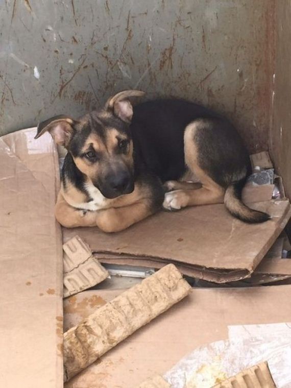 Muncie Garbage Dog Rescued from Dumpster Gets New Home