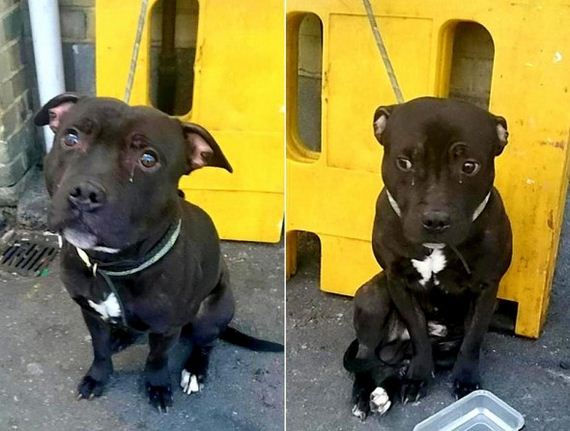 Crying Pit Bull Abandoned at UK Train Station