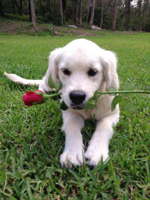 These 23 Canine Cupids Are The Best Valentine’s Day Gift You Could EVER Receive