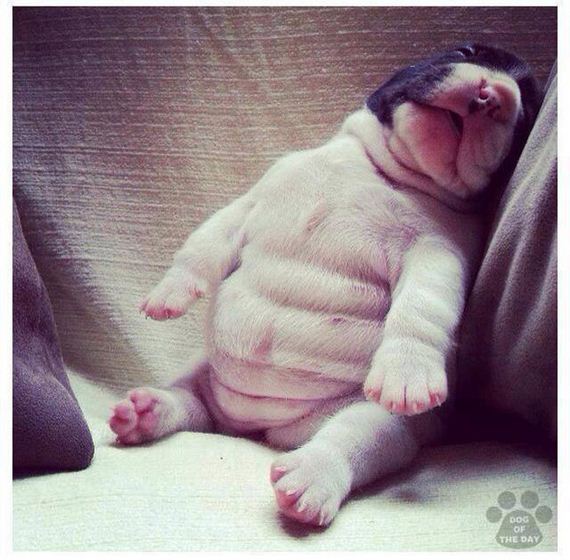These Perfectly Precious Puppy Bellies Will Make You Smile Until Your Face Hurts