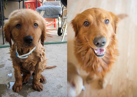 Pets Grow From Babies To Being Beautiful Will Make You Smile