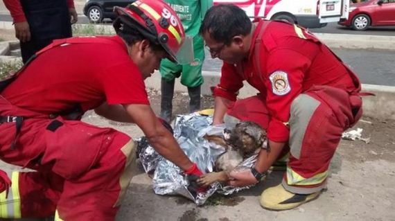 Firefighters Rescue Dog Drowning in Retention Pond