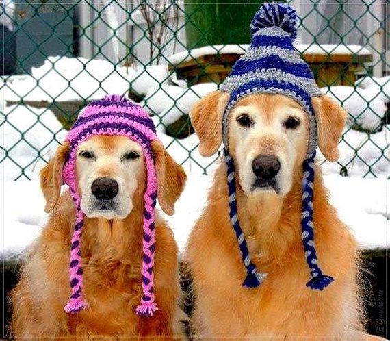Dogs Who Are NOT Amused with Their New Hats