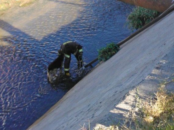 Firefighters Save Stray German Shepherd Trapped in Canal