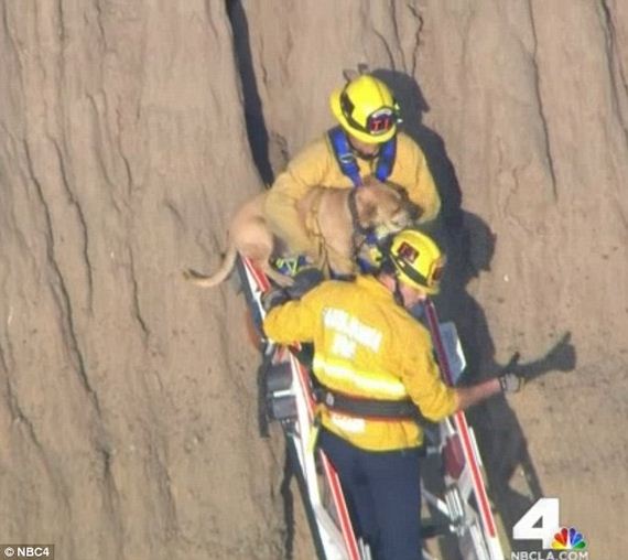 Firefighters Scramble to Rescue Dog Stuck on Cliff Side