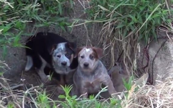 Hope for Paws Called to Rescue Family of Homeless Dogs