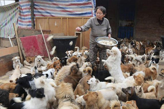 Over 1,000 Stray Dogs Live With These Elderly Women…The Reason Why Is Amazing