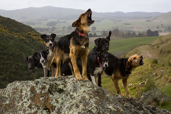 They Have Some Of The Hardest Jobs, But These Inspiring Dogs LOVE Their Work