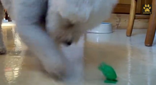 Dog Just Can’t Handle Bouncing Frog Toy