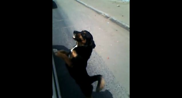Pet Owner Rides Bus and Loyal Dog Won’t Stop Chasing after Him