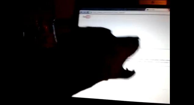 Funny Dog Tries to Eat Cursor