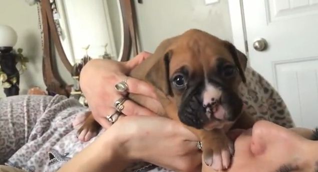 If This Howling Boxer Pup Isn’t The Cutest Thing You’ve Ever Seen, You’re Wrong