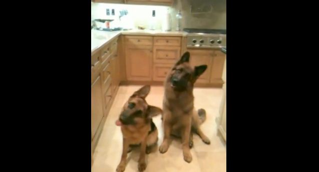 What These Trained These German Shepherds Do In Unison Is Pretty Amazing