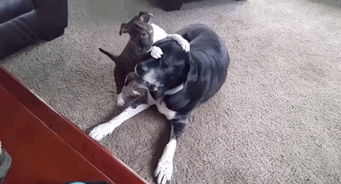 When They Introduced Their New Puppy To Their Old Dog, Things Got Hilarious