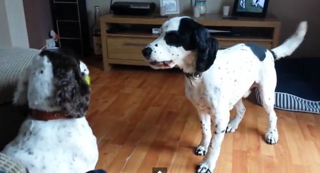 Dog Wants Other Dog’s Ball SO BAD