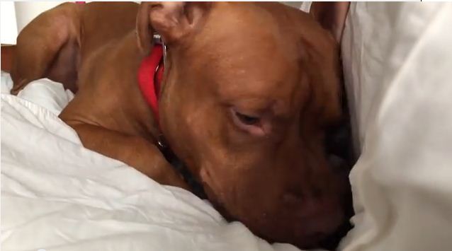 You’re Gonna Wanna See The Adorable Thing That’s Hiding Under This Pit Bull, Trust Me!