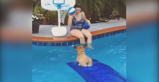 Corgi Gives Basketball Clinic While Swimming