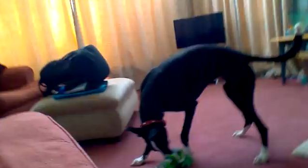 Dog Has a Blast Playing On His Own