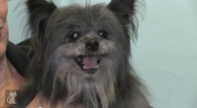 Blind Dog Gets Cataract Surgery And A Second Chance At Life