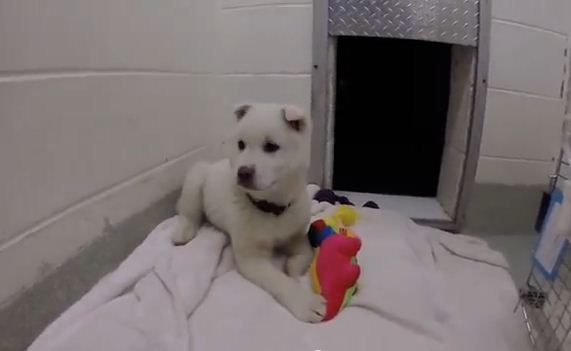 After Being Rescued From A Dog Meat Farm This Puppy’s Response Says It All