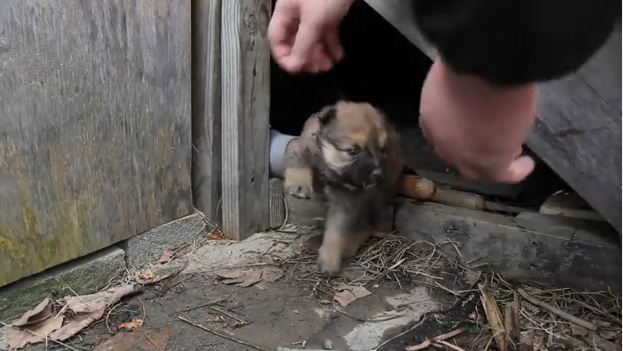 These 7 Puppies Were Barely Surviving Under An Abandoned House Until This Hero Stepped In