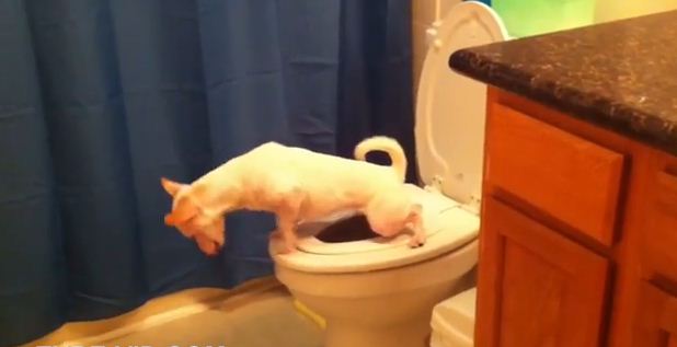 These Dogs  Have a Unique way of Relieving Themselves