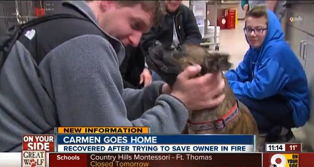 After Courageously Trying To Save Her Owner From A Fire , This Brave Boxer Was Fighting For Her Life.