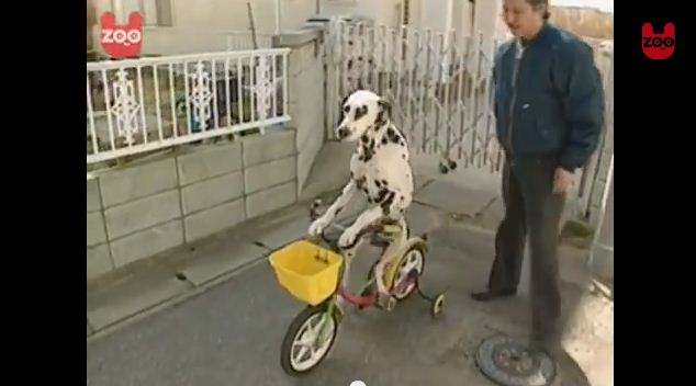 Dalmatian Learns to Ride a Bicycle