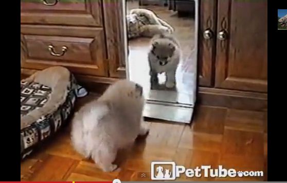 Adorable Fluffy Pup Plays with Self in Mirror