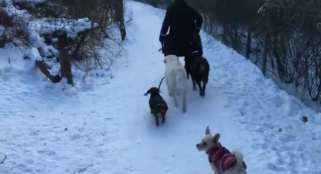 The Best Dog Walker In The World Is Probably…Your Other Dog! Genius.