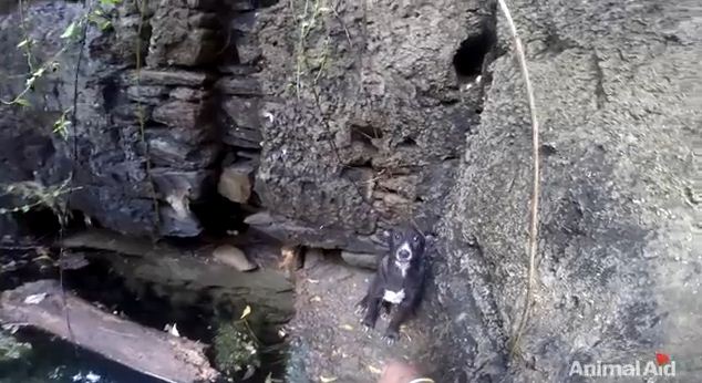 An Overjoyed Puppy Did The Greatest Thing Ever After Its Rescue From A Well