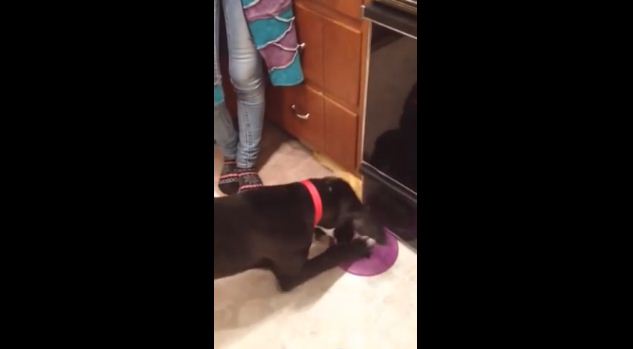 Adorable Puppy is Outsmarted by Frisbee