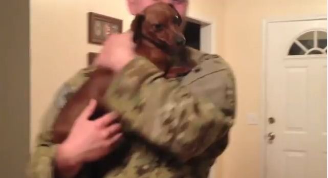 Mini Dachshund Welcomes Soldier Home In A Big Way