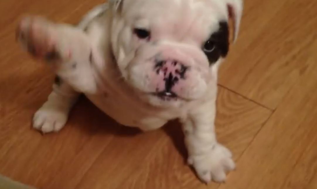 This Little Puppy’s Pouting Is The Cutest Thing On The Planet!