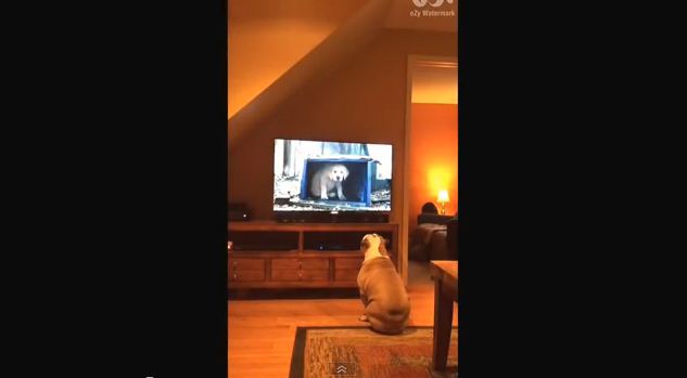 This Bulldog’s Reaction to Budweiser’s Latest Puppy Commercial Will Make You Love Dogs Even More