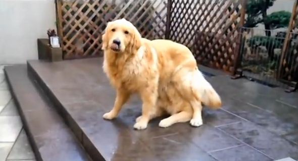 Something’s Not Quite Right About This Dog (Hint: Count the Paws, Then Watch The Video!)