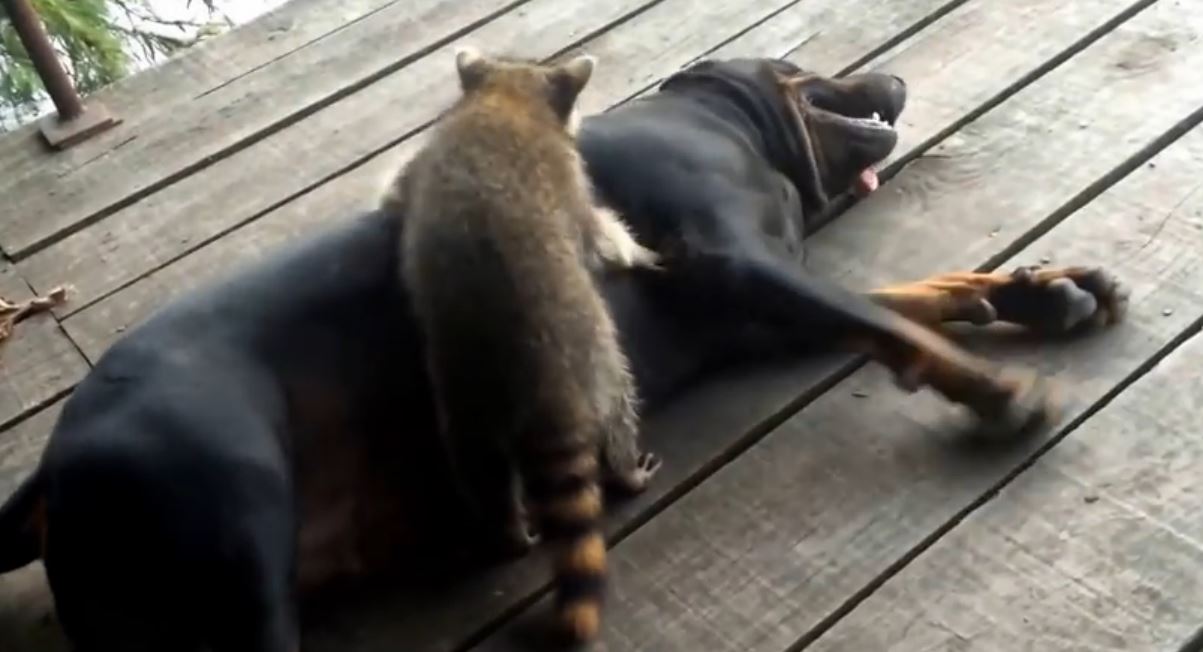 Normally I Wouldn’t Call A Raccoon Cute, But This Video Proves Otherwise!