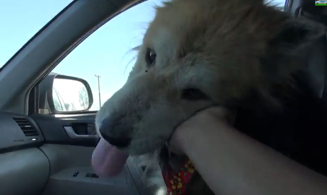The Heartwarming Rescue Of A Homeless Senior Dog Will Give You All The Feels