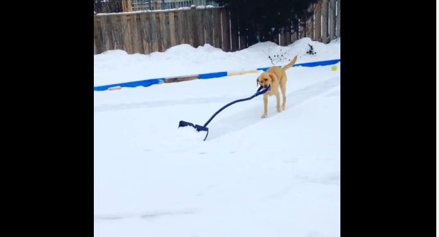 Winter Would Be 100x Easier If We All Had This Genius, Super Helpful Dog