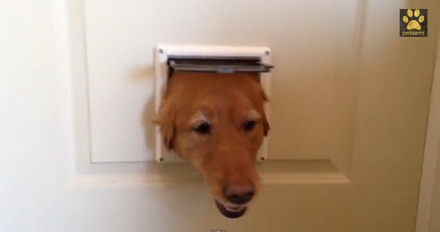 After They Installed A Cat Flap, Their 3 Hilarious Pooches Went Crazy For It