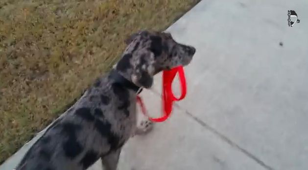 This Independent Dog Is Changing What It Means To Go For A Walk!
