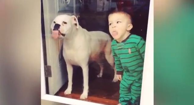 Dog & Boy’s Window Cleaning Service