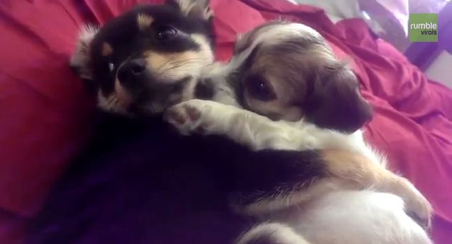 Quick! Stop What You’re Doing And Watch These Puppies Cuddle!