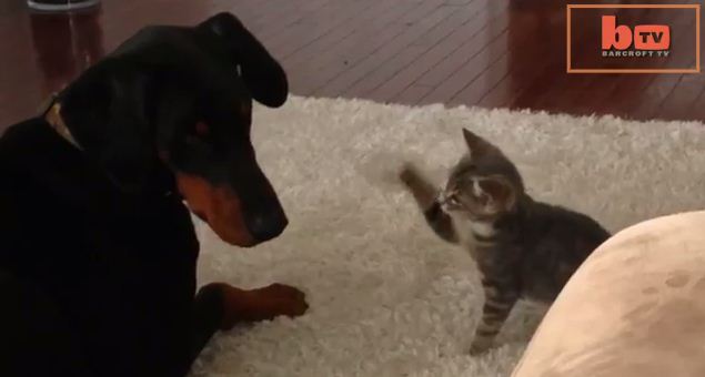 This Big Dog Is Being Taunted By A Tiny Cat – And It’s Adorable!