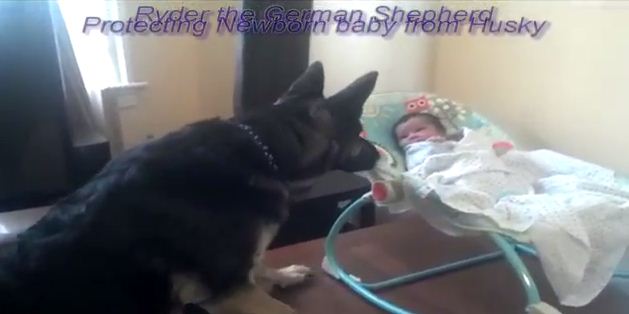 German Shepherd “Protects” The New Baby from This Curious Husky