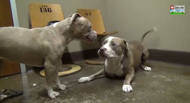 2 Horribly Abused Pit Bulls Meet for the First Time. My Heart Can’t Handle What Happens!