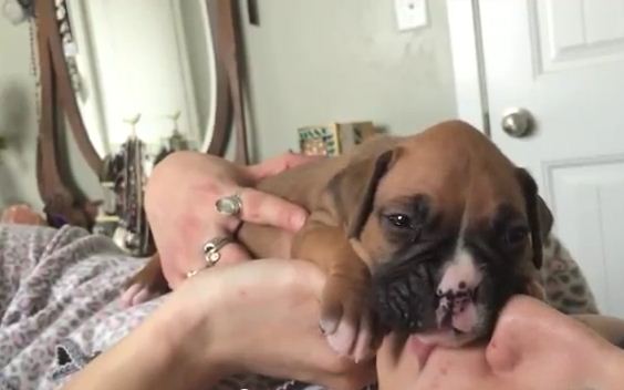 3 Week Old Boxer Puppy Discovers He Can Howl. The Entire World Should See This!