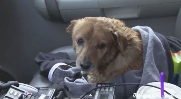 Dog Rescued from LA River Still Looking for His Home